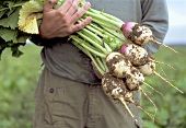 Man holding freshly harvested white turnips