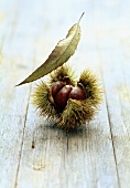 Sweet chestnut with leaf