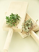 Two different types of thyme