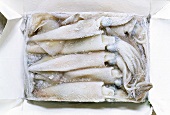 Block of frozen cuttlefish