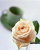 Rose and coffee cup