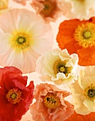 Poppies