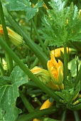 Courgette flowers on the plant