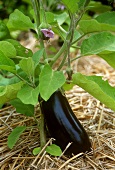 Aubergine on the plant