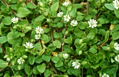 Chickweed with flowers