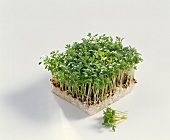 Cress