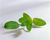 Fresh Leaves of Mint