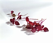 Red shiso cress