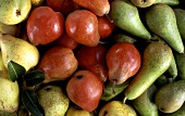 Various types of pears (filling the picture)