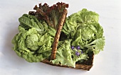 Various salad leaves in a basket