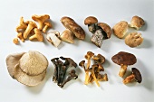 Verschiedene frische Pilze