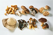 Various fresh mushrooms