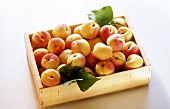 Apricots in a box