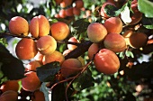 Ripe apricots on the tree (Wachau Valley apricots)