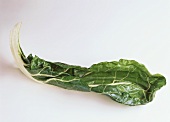 A green chard leaf