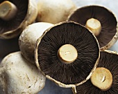 Many Mushrooms, Close Up (Full Frame)