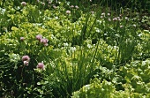 Vegetable garden with lettuces and chives