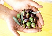 Fresh Olives in Hands