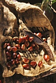 Sweet chestnuts on a jute sack