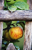 An Apple Hanging on a Branch
