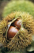 Fresh Chestnuts