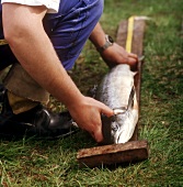 Lachsfischer beim Abmessen des Fanges