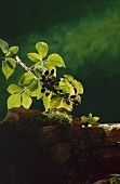 Blackberries on the branch against green background