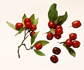 Cornelian cherries with leaves