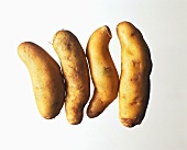 French potato variety: La Ratte