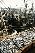 Frisch gefangene Sardinen im Hafen von Casablanca, Marokko