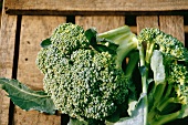 Broccoli on wooden background