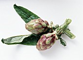 Two mini-artichokes with leaves