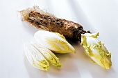 Chicory with and without root