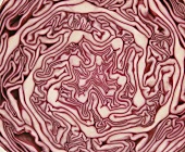 Red cabbage, a cross section (filling the picture)