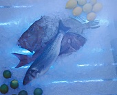 Three different fish and lemons on ice in a blue light