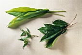 Curry leaves, turmeric leaves and salam leaves