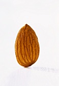 An almond, standing with shell