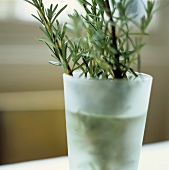 Sprigs of rosemary in a vase