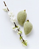 Two fresh almonds and a branch of almond blossom