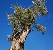 Olive tree against a blue sky