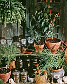 Various herbs and chili in pots, spices in tins