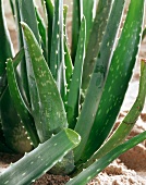 Aloepflanze in der Erde