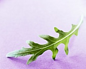 A rocket leaf
