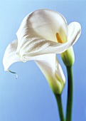 Two Calla lilies