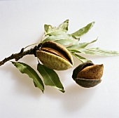 Almonds in their shells on twig 