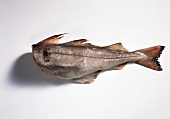 Fresh haddock without head