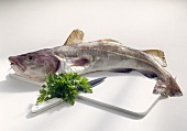 Whole cod on chopping board with parsley