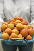 Woman holding basket of apricots