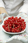 Hands holding bowl of redcurrants