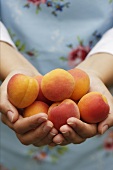 Hands holding fresh apricots